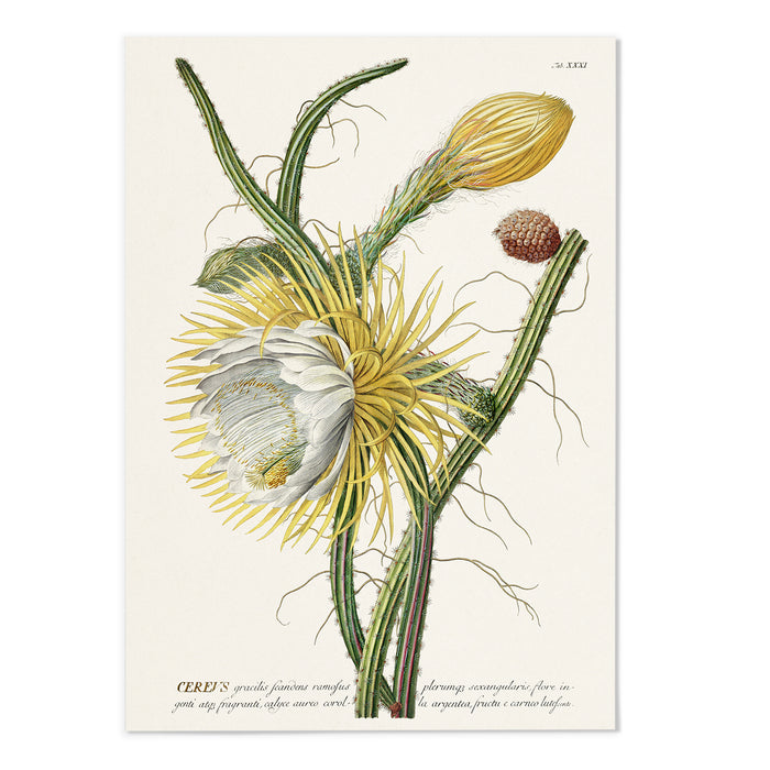 Cereus I