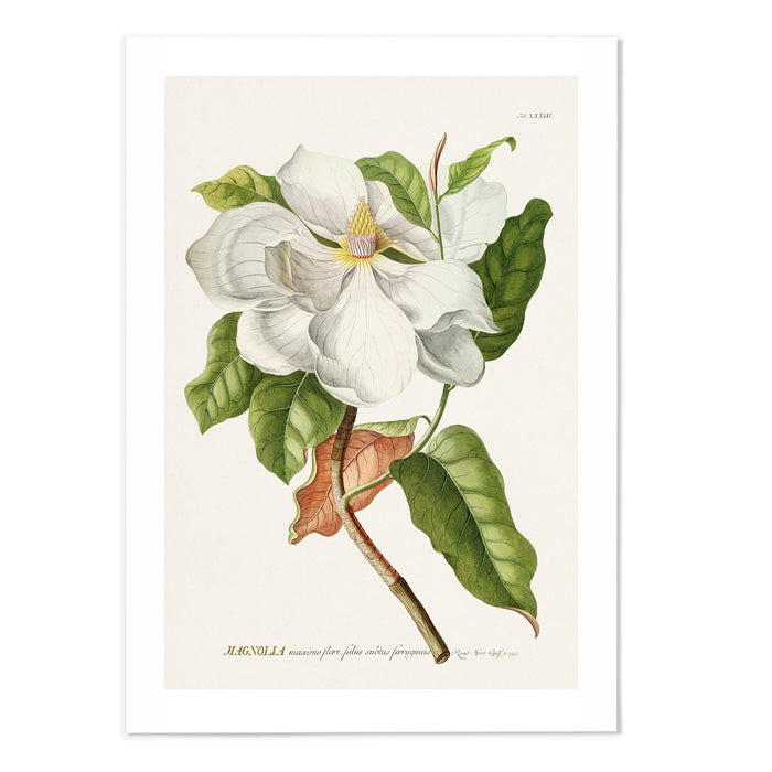 Magnolia