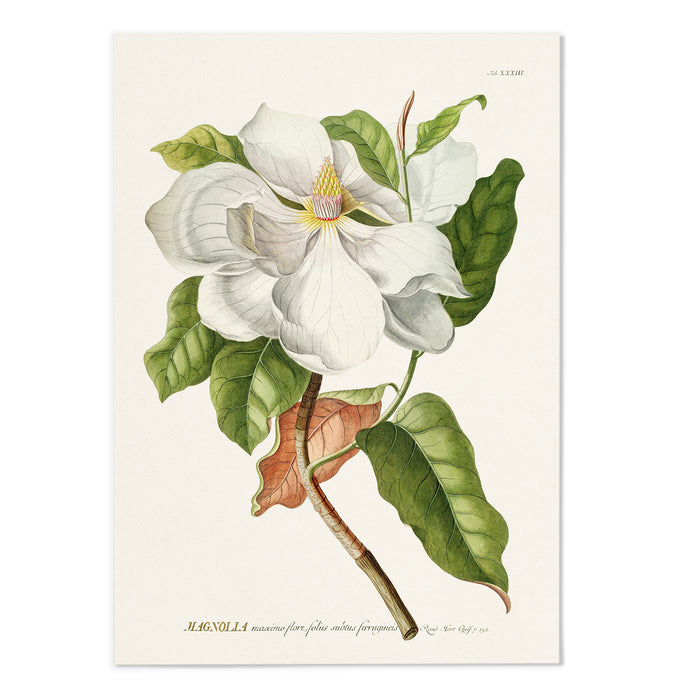 Magnolia