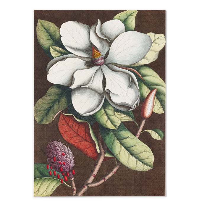 Magnolia II