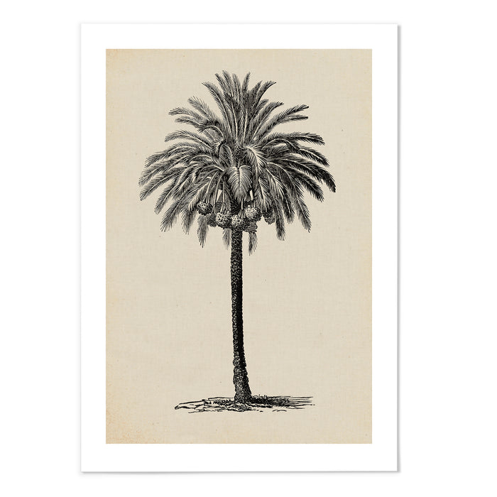 Palm Sketch I