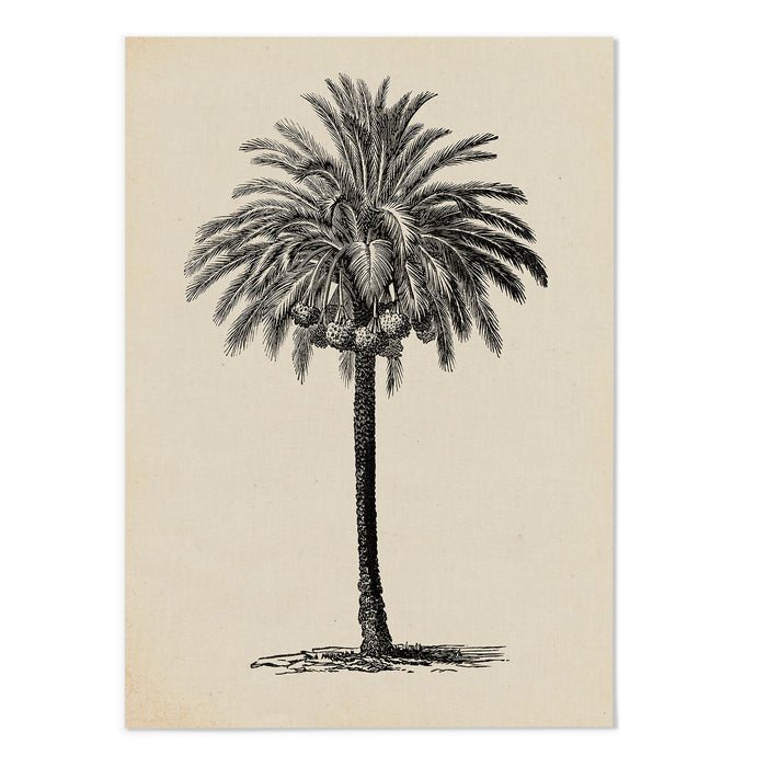 Palm Sketch I