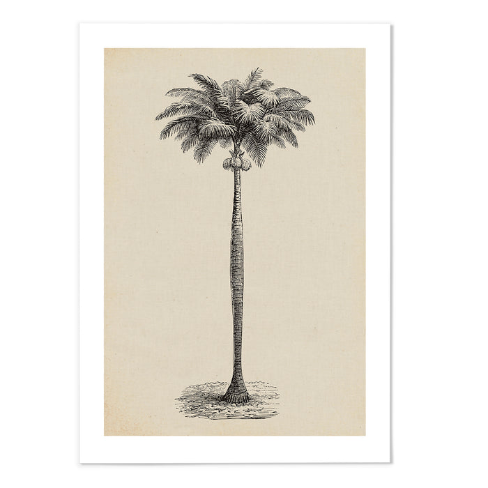 Palm Sketch II