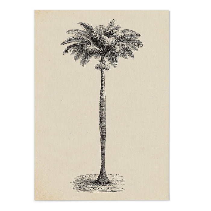 Palm Sketch II
