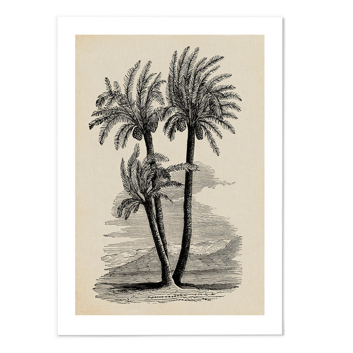 Palm Sketch III