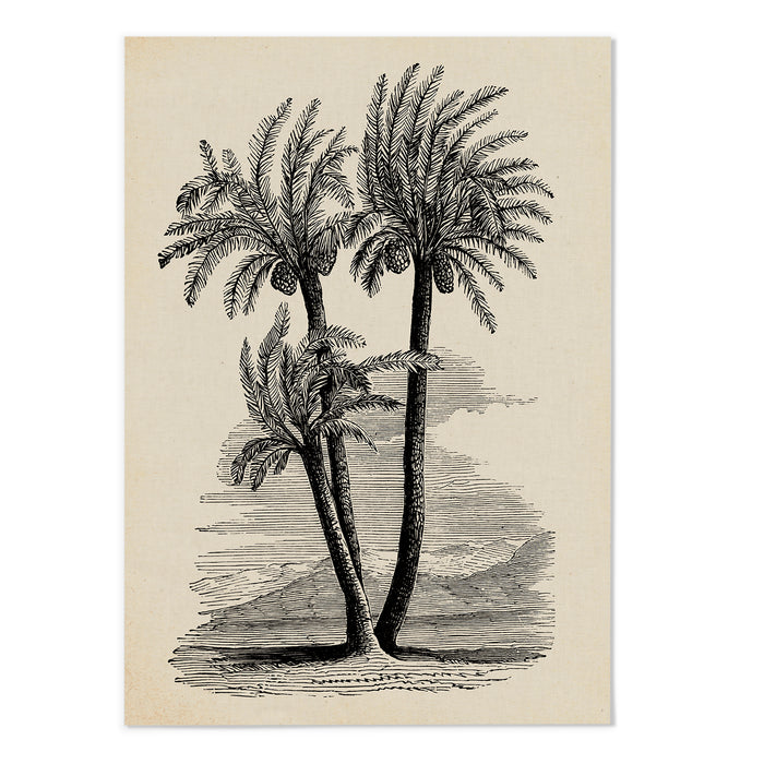 Palm Sketch III