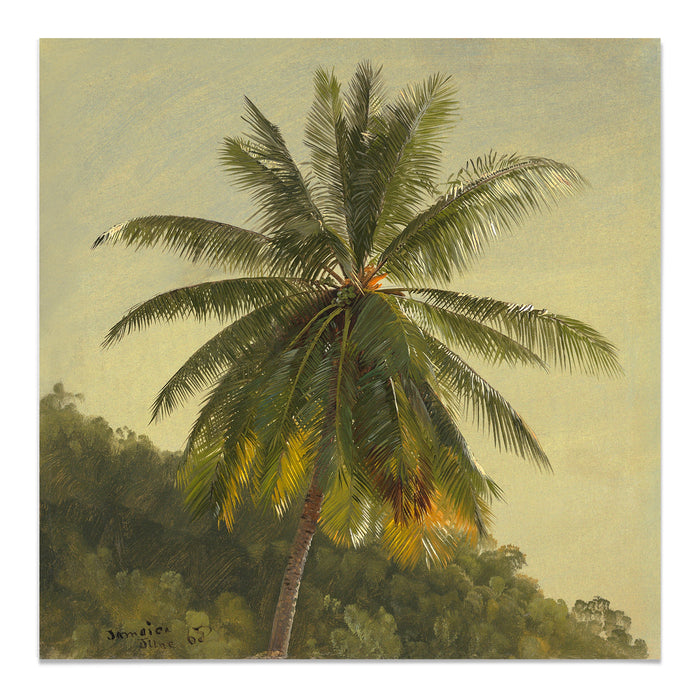 Study of Palm Tree