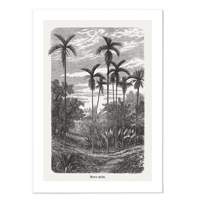 Vintage Etching Palm Tree II