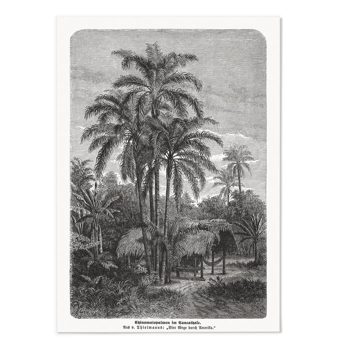 Vintage Etching Palm Tree III