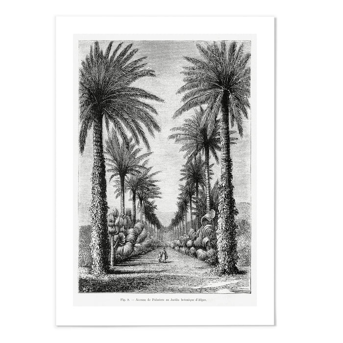 Vintage Etching Palm Tree IV