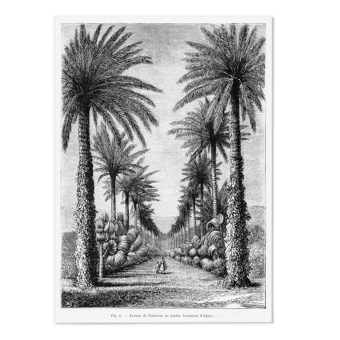 Vintage Etching Palm Tree IV