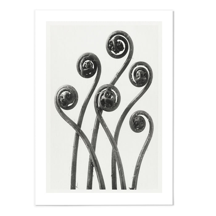 Adiantum pedatum