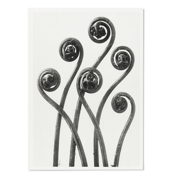 Adiantum pedatum