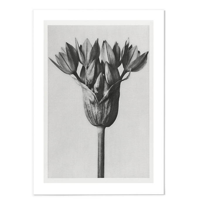 Allium Ostroroskianum