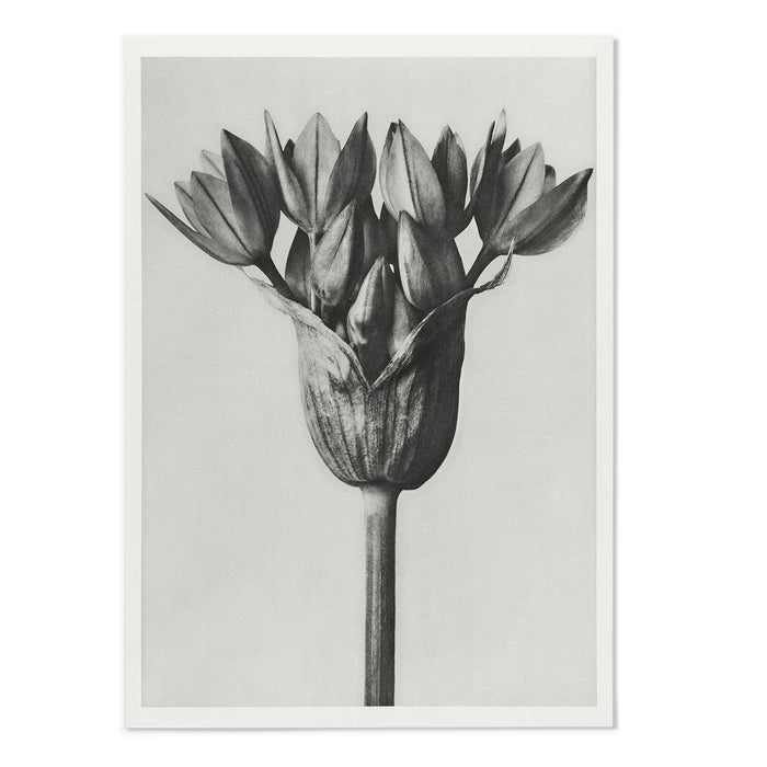 Allium Ostroroskianum