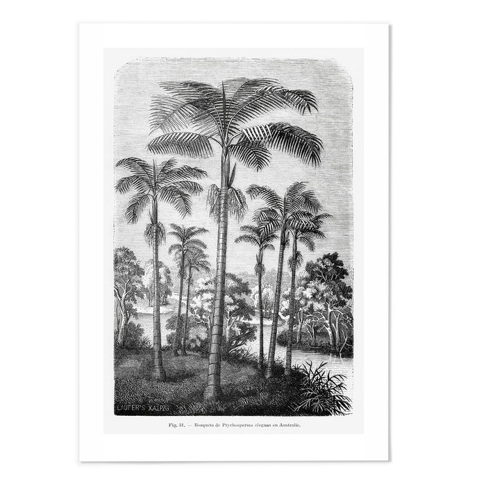 Vintage Etching Palm Tree
