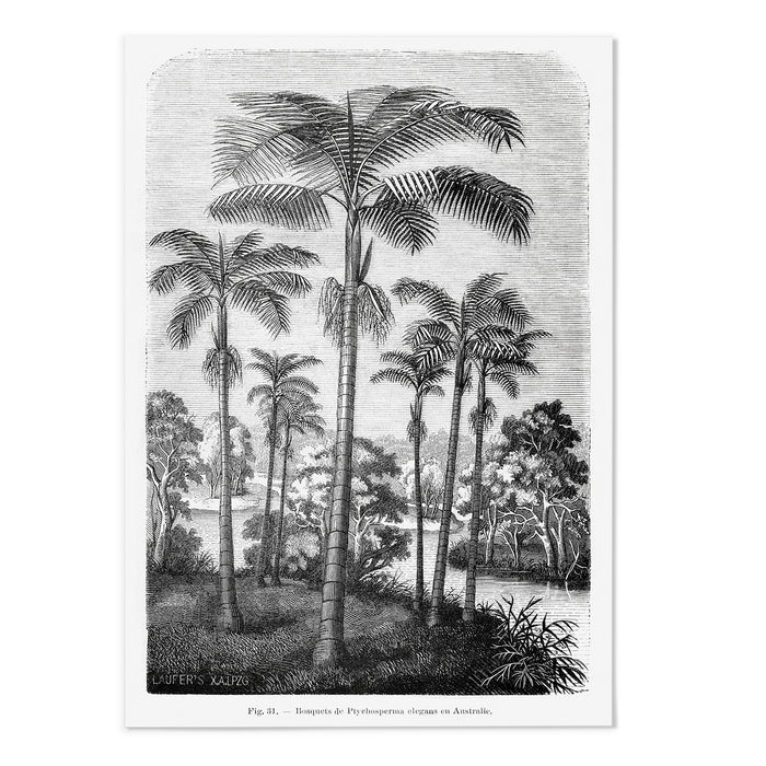 Vintage Etching Palm Tree
