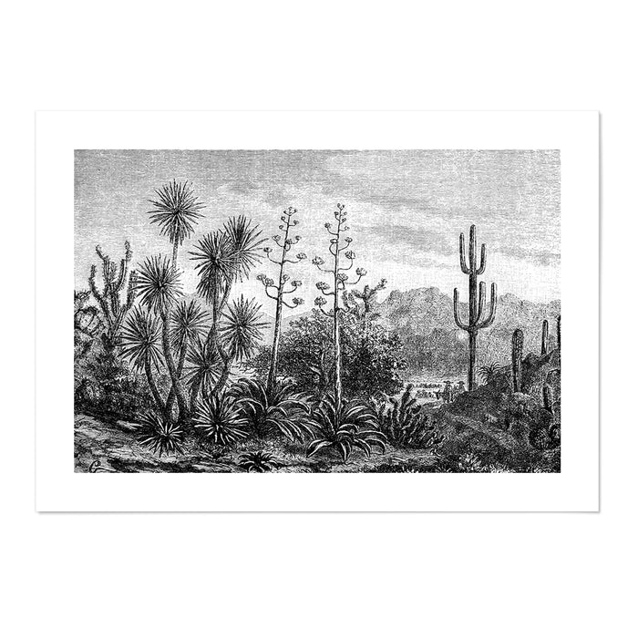 Vintage Etching Cactus