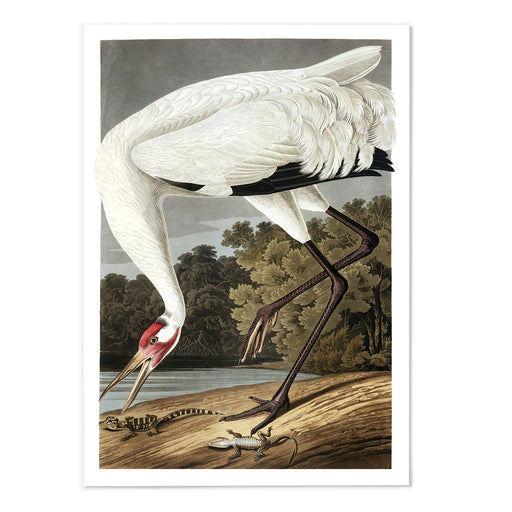 Whooping Crane Art Print - MJ Design Studio