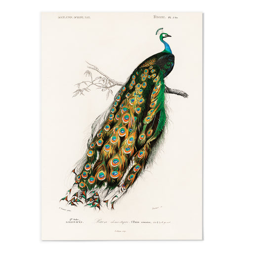 Peacock Art Print - MJ Design Studio
