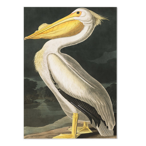 American White Pelican Art Print - MJ Design Studio