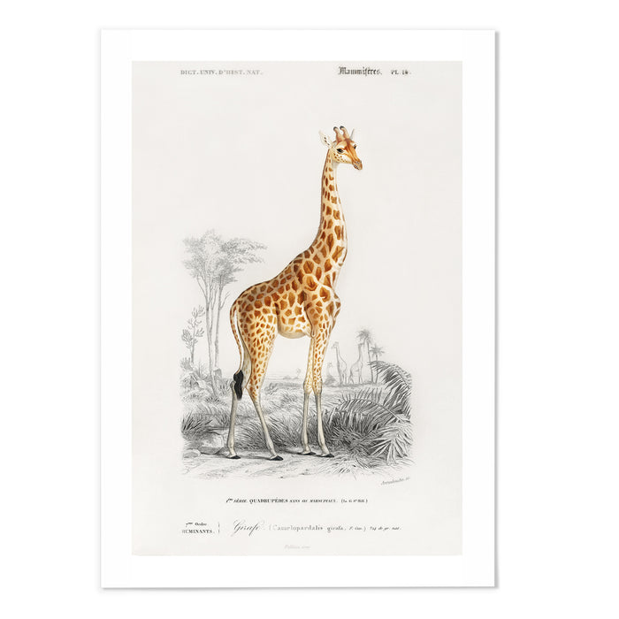 Giraffe