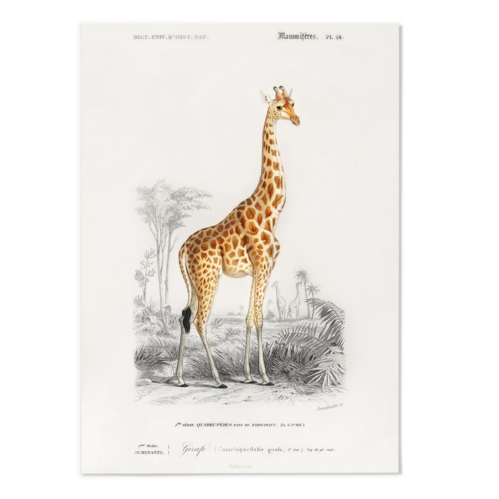 Giraffe