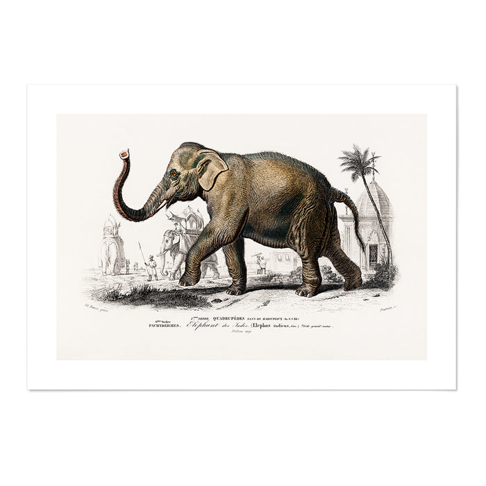 Vintage Elephant Art Print