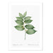Lolygonatum II Art Print - MJ Design Studio