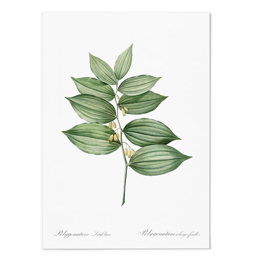 Lolygonatum II Art Print - MJ Design Studio