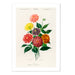 Dahlia Vintage Illustration Art Print - MJ Design Studio