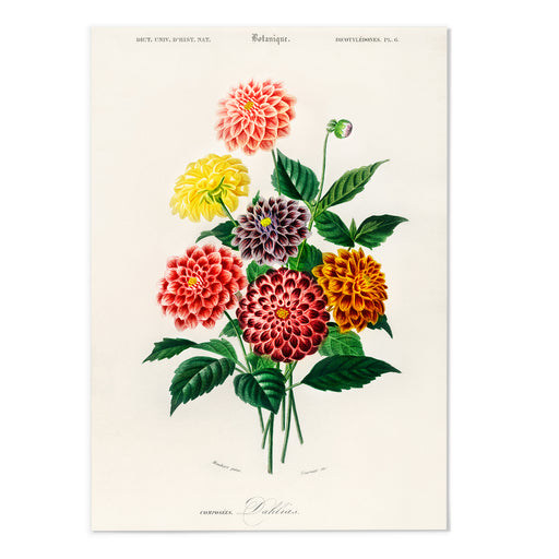 Dahlia Vintage Illustration Art Print - MJ Design Studio