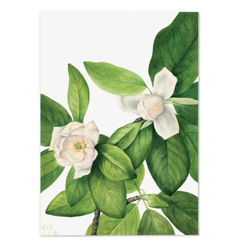 Sweetbay Art Print - MJ Design Studio