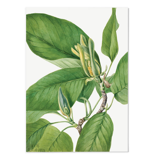 Cucumbertree Art Print - MJ Design Studio