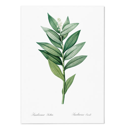 Smilacina Art Print - MJ Design Studio
