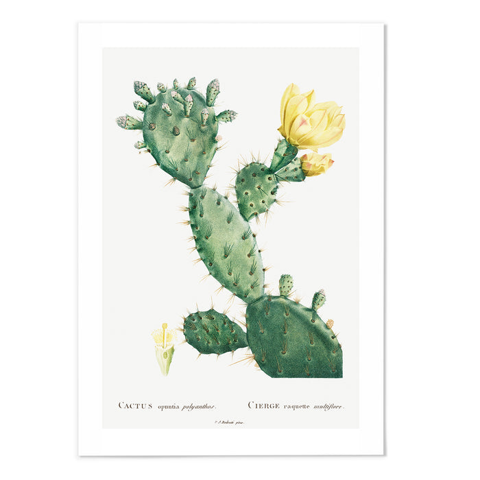 Cactus