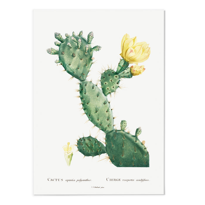 Cactus