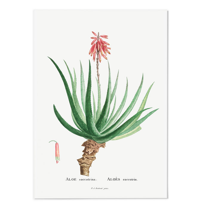 Aloe Art Print