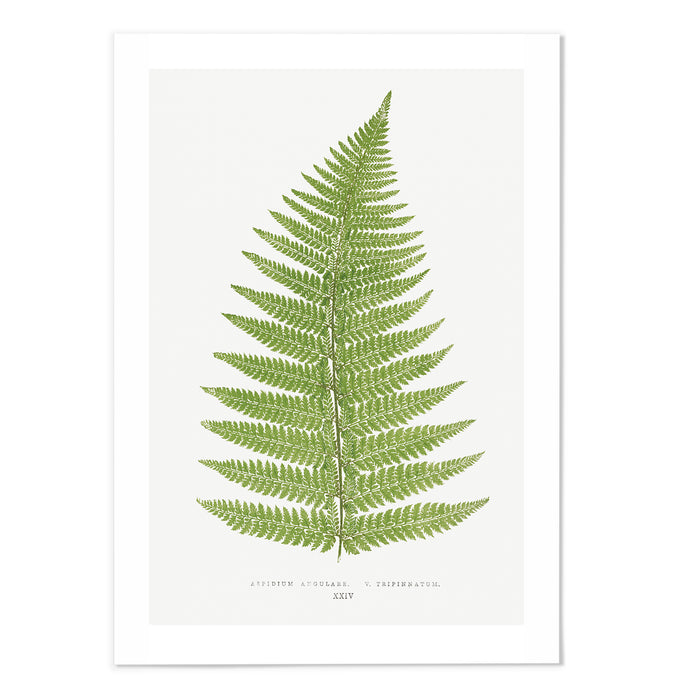 Aspidium Art Print
