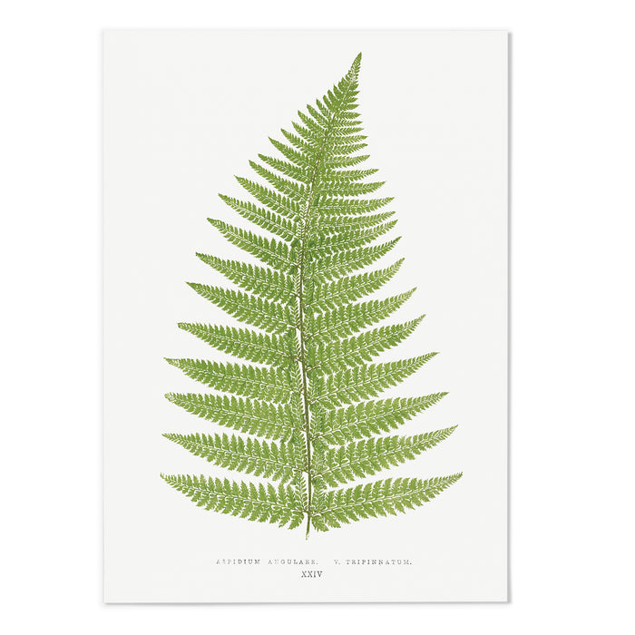 Aspidium Art Print