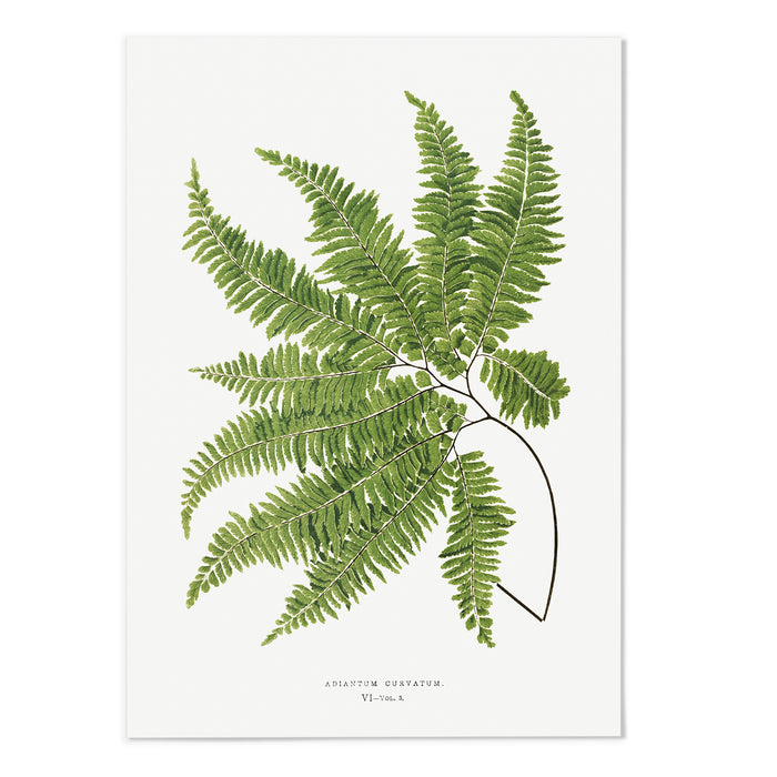 Aspidium II