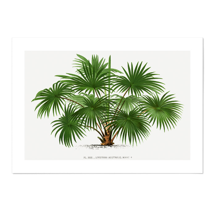 Palms