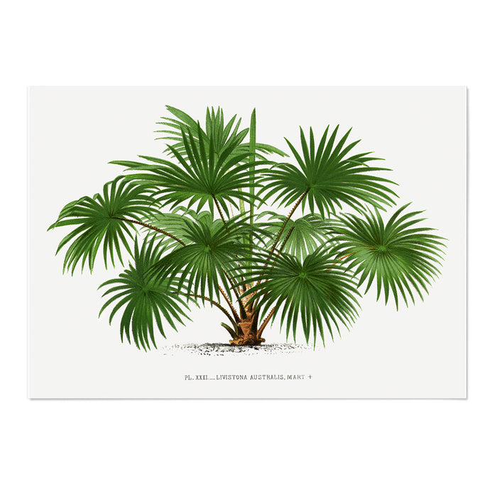Palms