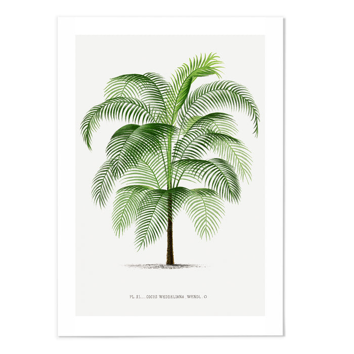 Palms II