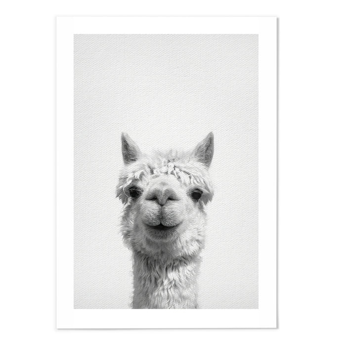 Alpaca
