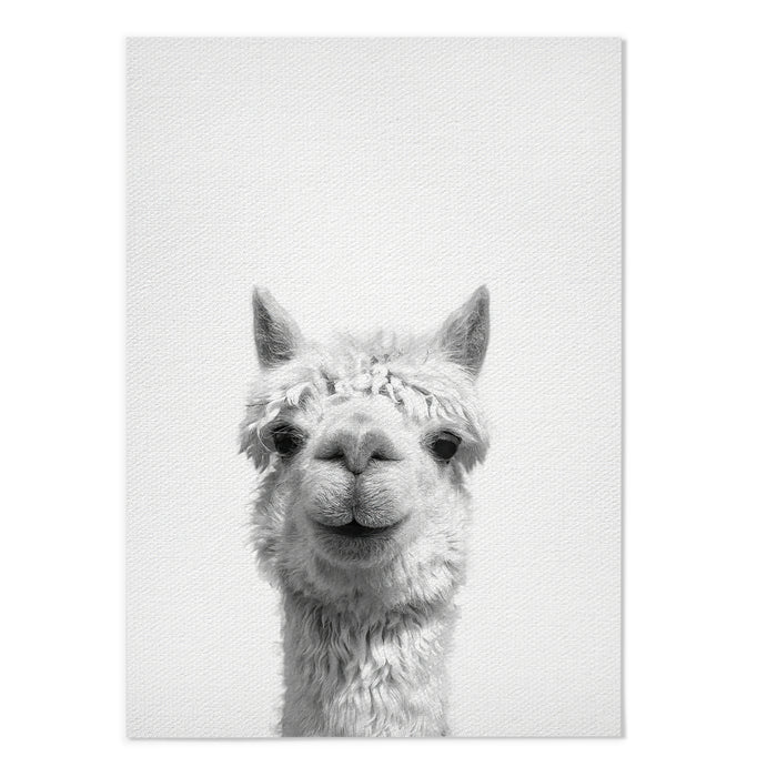 Alpaca