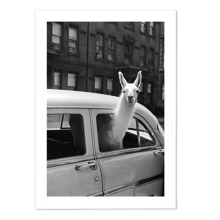 Llama In Taxi II Vintage