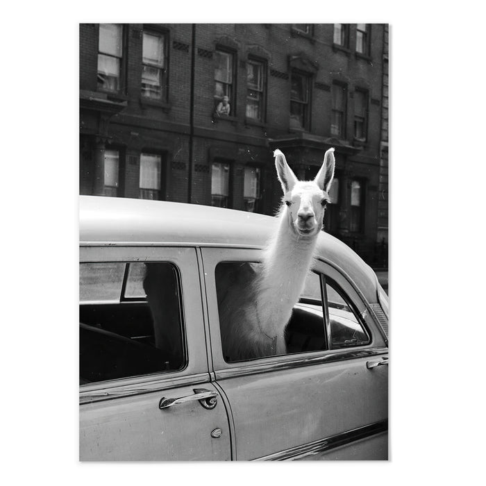 Llama In Taxi II Vintage